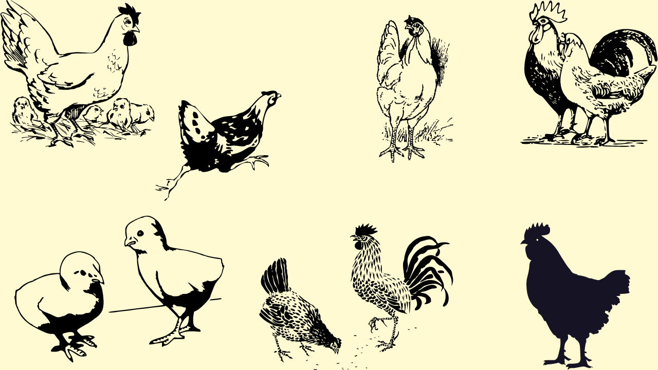 Poultry Farming For Beginners